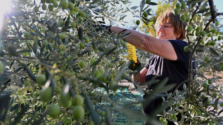 España registra bajas en la ganadería y agricultura, con pérdida del 42% de huertos en 3 años