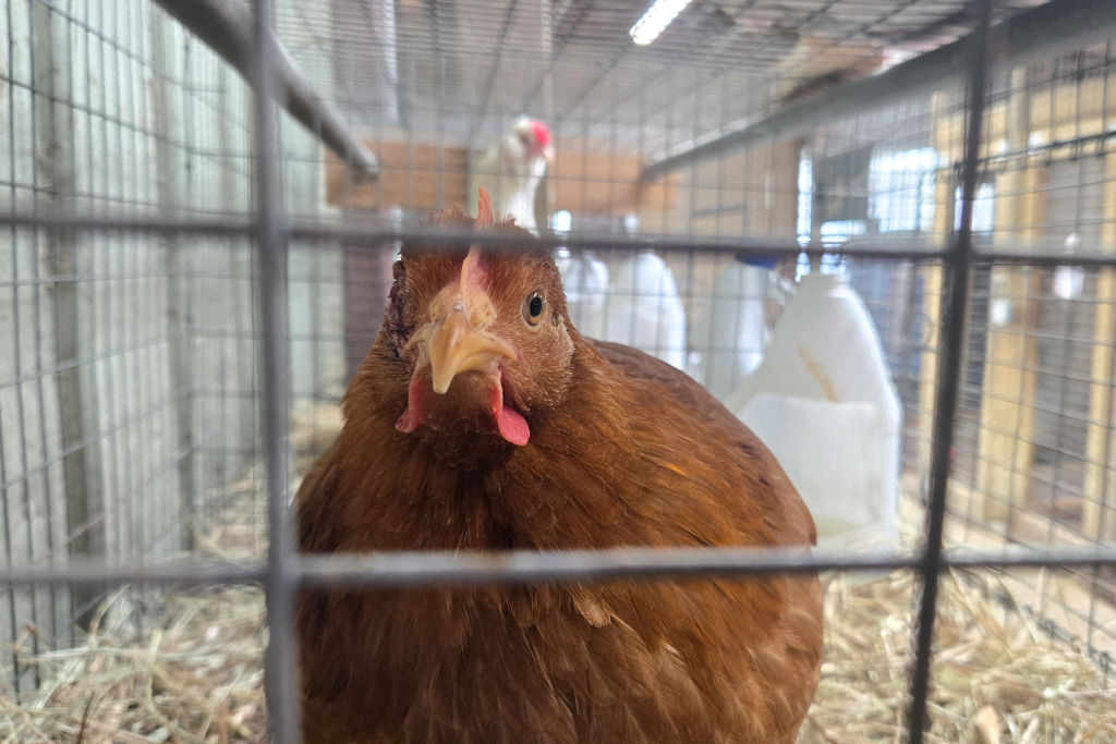 Más de un millón de aves sacrificadas por gripe aviar en Madrid y Valladolid: Unión de Uniones exige plan de contingencia
