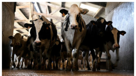 La FAO alerta a Europa tras los recientes brotes de fiebre aftosa en Eslovaquia, Hungría y Alemania