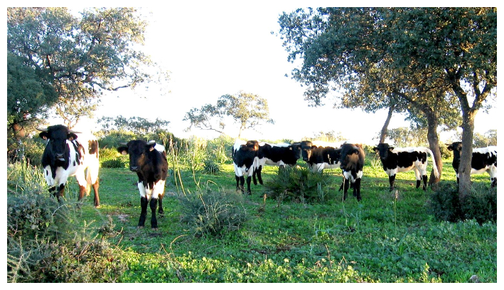 Ganado bovino. (Ministerio de Agricultura España)