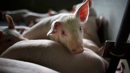 China impone aranceles del 20 % al cerdo de España y hasta el 62 % a otros países de la UE