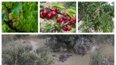 Las lluvias providenciales de la DANA Alice reviven los campos de Alicante