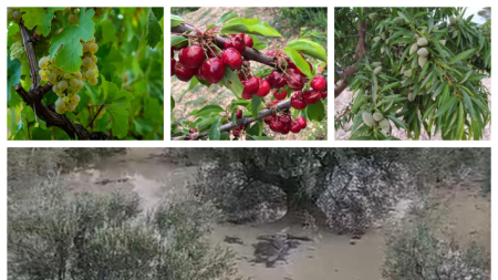 Las lluvias providenciales de la DANA Alice reviven los campos de Alicante