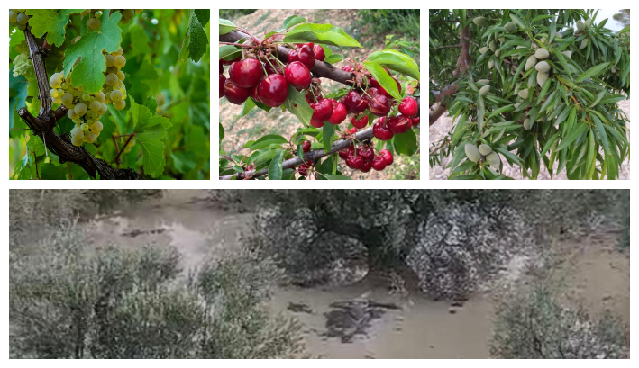 Las lluvias providenciales de la DANA Alice reviven los campos de Alicante