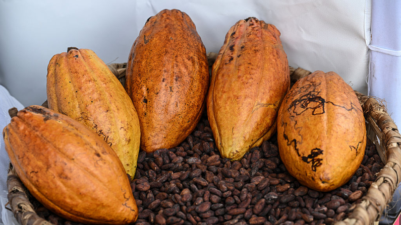 Se exhiben frutas y semillas durante la "Expofería Cacao y Ron Miranda 2022", inaugurada en la base aérea militar La Carlota de Caracas el 14 de julio de 2022. (Foto de Yuri CORTEZ / AFP) (Foto de YURI CORTEZ/AFP vía Getty Images)