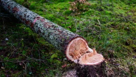La Comisión Europea propone debilitar la ley de protección forestal prevista