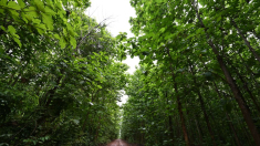 El Europarlamento recorta y retrasa la ley de deforestación: desaparece la trazabilidad completa y aumentan las excepciones