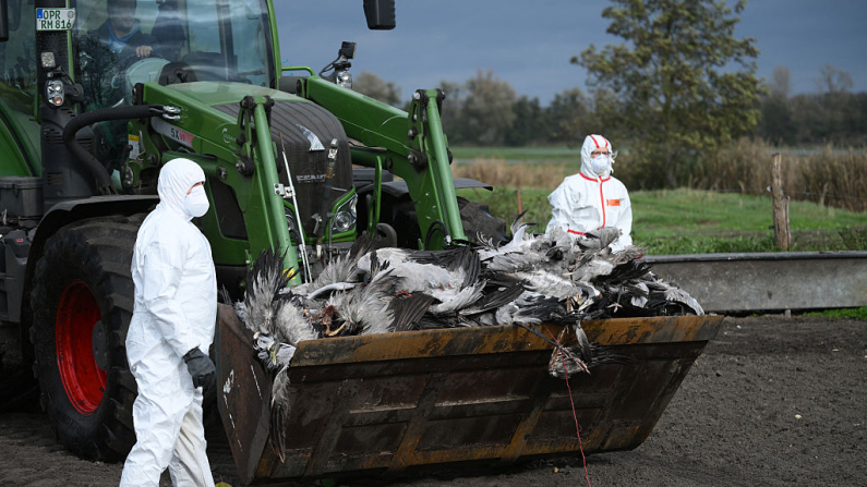 Voluntarios ayudan junto a una cargadora que transporta los cuerpos de grullas, presuntamente muertas por gripe aviar, en un campo cerca de Linum, al este de Alemania, el 24 de octubre de 2025. En el estado federado de Brandeburgo y otros estados federados, las autoridades registran actualmente el mayor brote de gripe aviar en aves silvestres hasta la fecha. La epidemia, sin precedentes por su magnitud, afecta principalmente a las grullas, cuya migración otoñal se encuentra en su punto álgido. Por lo tanto, se prevé un aumento significativo de la mortalidad y una rápida propagación en Europa Central y a lo largo de la ruta migratoria hacia España. (Foto de RALF HIRSCHBERGER / AFP) (Foto de RALF HIRSCHBERGER/AFP vía Getty Images)