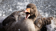 Agricultura prohíbe criar aves al aire libre y usar patos o gansos como señuelos por el repunte de gripe aviar