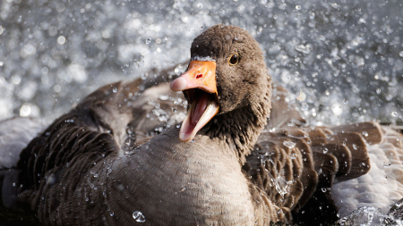 Agricultura prohíbe criar aves al aire libre y usar patos o gansos como señuelos por el repunte de gripe aviar