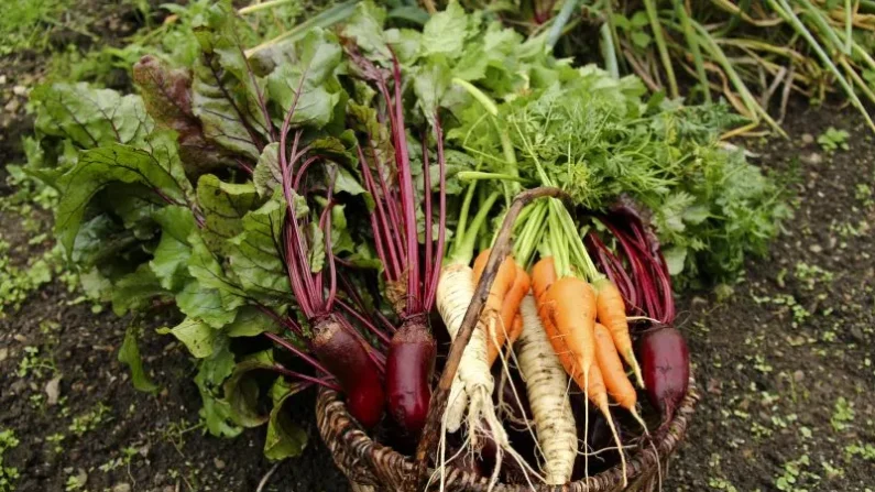 Imágenes artísticas/Shutterstock