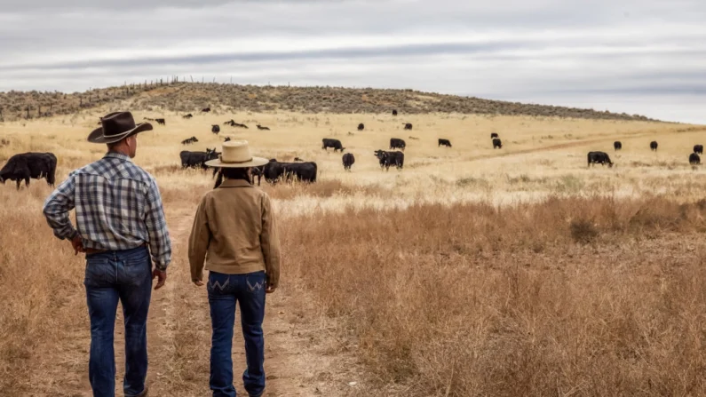 Ganaderos revisan sus vacas en las afueras de Ten Sleep, Wyoming, el 14 de octubre de 2025. John Fredricks/The Epoch Times
