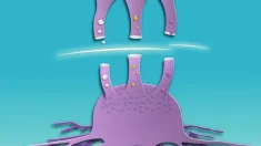 Más allá del azúcar: cómo los cánceres cambian de combustible para sobrevivir y cómo detenerlos