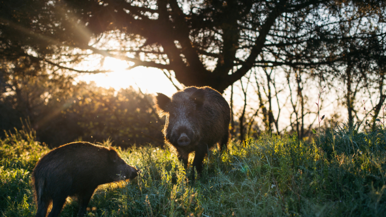 Una familia de jabalíes sobre la hierba verde en el bosque de montaña de Barcelona al atardecer. Foto: Shutterstock.