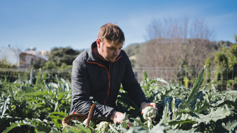 El agricultor recoge cuidadosamente las alcachofas maduras de sus plantas, colocándolas en una cesta de mimbre, incorporando prácticas agrícolas sostenibles y ecológicas en un día soleado. Foto de Shutterstock.