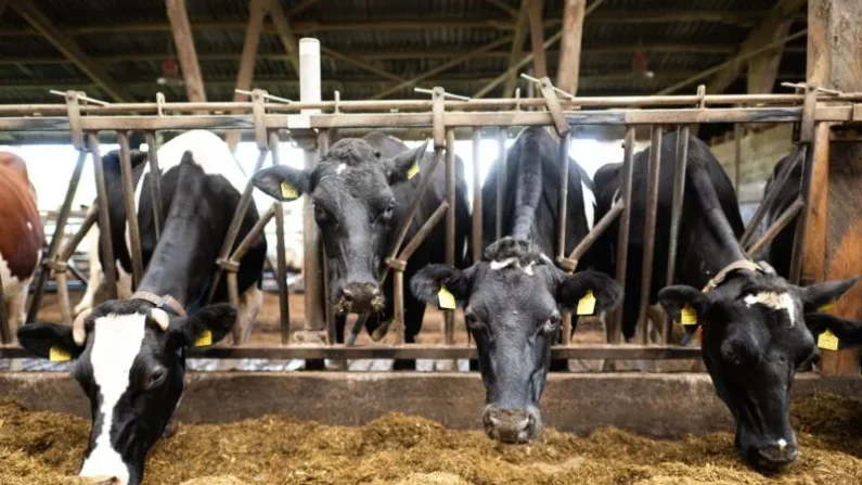 Tras las protestas de los agricultores en la UE el año pasado, ya se han promulgado normativas que flexibilizan las restricciones para el sector. (Foto de archivo)
Foto: Sina Schuldt/dpa