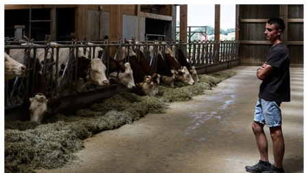 Brote de dermatosis nodular en Francia:  ganaderos protestan por falta de medidas y matanza sistemática de animales