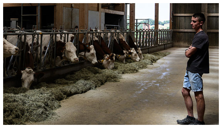 Brote de dermatosis nodular en Francia:  ganaderos protestan por falta de medidas y matanza sistemática de animales