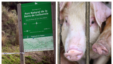 La UE fija restricciones en ocho comarcas de Barcelona por la peste porcina y 40 000 cerdos quedan inmovilizados