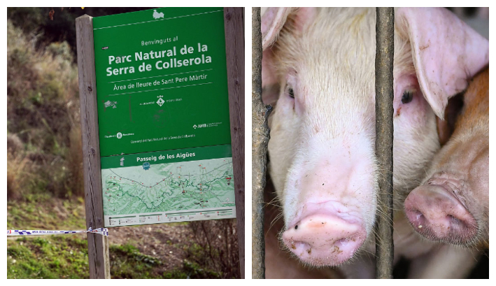 Esta imagen del 29 de noviembre de 2025 muestra una señal de advertencia de la policía local que indica una Zona de Vigilancia de Peste Porcina Africana colocada en un poste a la entrada del parque natural de Collserola, cerca de Barcelona, ​​tras el hallazgo de dos jabalíes infectados. Foto: Manaure Quintero/ AFP vía Getty Images/ Cerdos en un corral en una granja. Imagen de archivo. Foto: Nhac Nguyen / AFP vía Getty Images