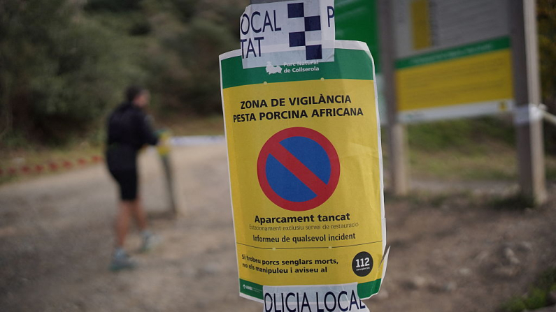 Esta imagen del 29 de noviembre de 2025 muestra una señal de advertencia de la policía local que indica «Zona de Vigilancia de Peste Porcina Africana» colocada en un poste a la entrada del parque natural de Collserola, cerca de Barcelona, ​​tras el hallazgo de dos jabalíes infectados con peste porcina africana en el parque. Foto: Manaure Quintero / AFP vía Getty Images