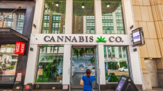 Trump estudia una orden ejecutiva para reclasificar la marihuana